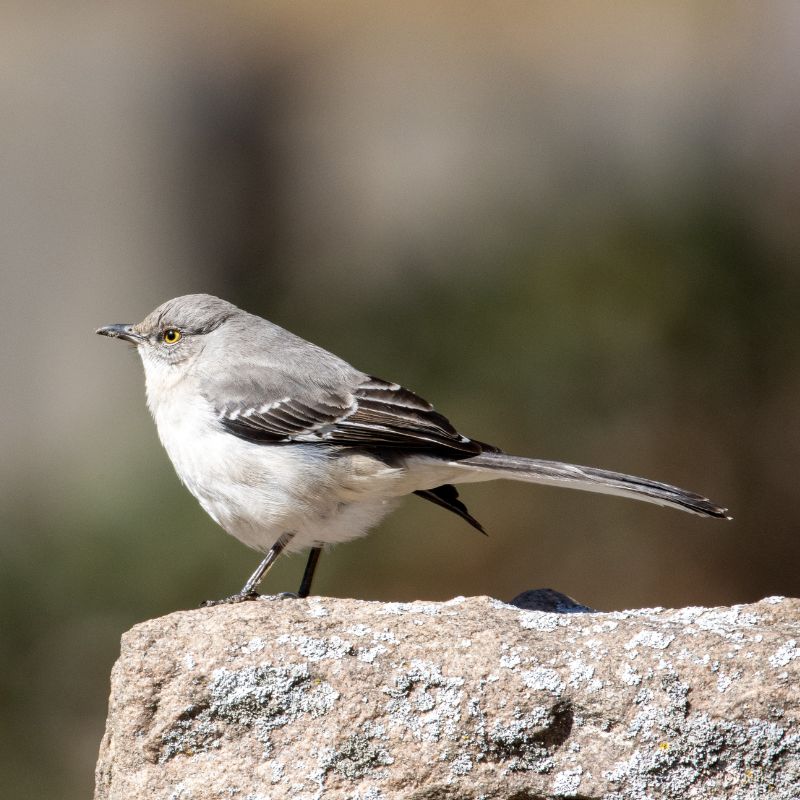 Mockingbirds are gray-brown in color. - History By Mail