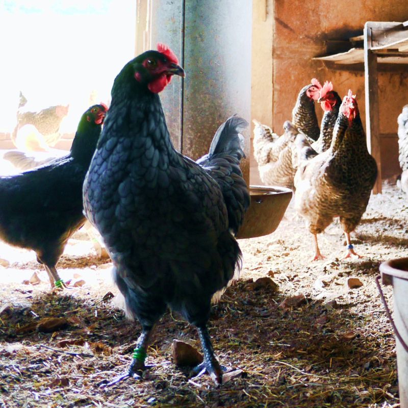 The Delaware Blue Hen is a chicken that is actually more often black or brown with only bluish tinges. - History By Mail