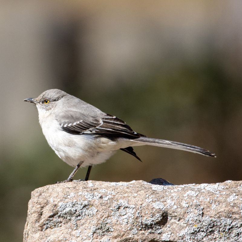 Mockingbirds are gray-brown in color. - History By Mail