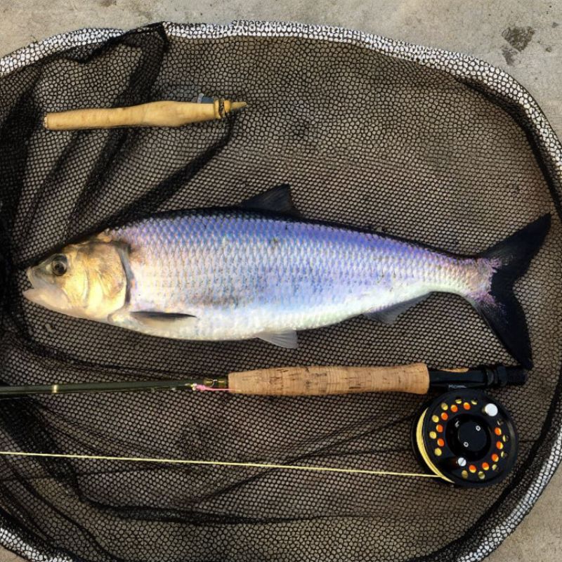 The American shad has a thin, metallic body that varies in color from greenish to dark blue. - History By Mail