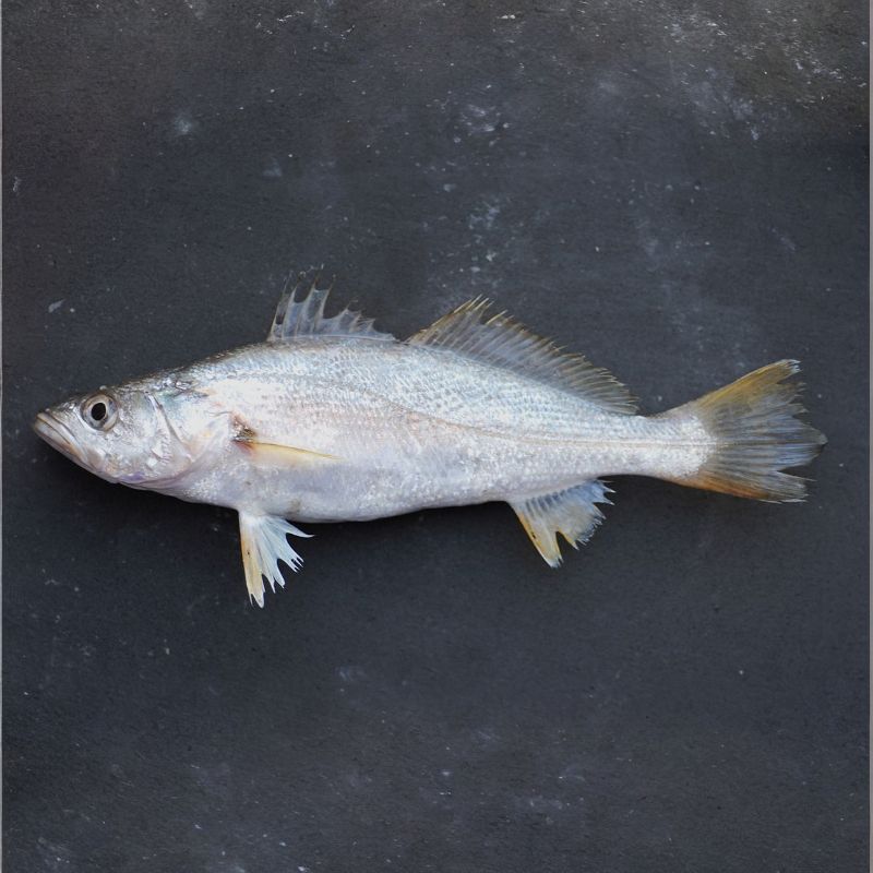 A Weakfish's back is dark olive or blue-green, fading to silvery sides and belly. - History By Mail