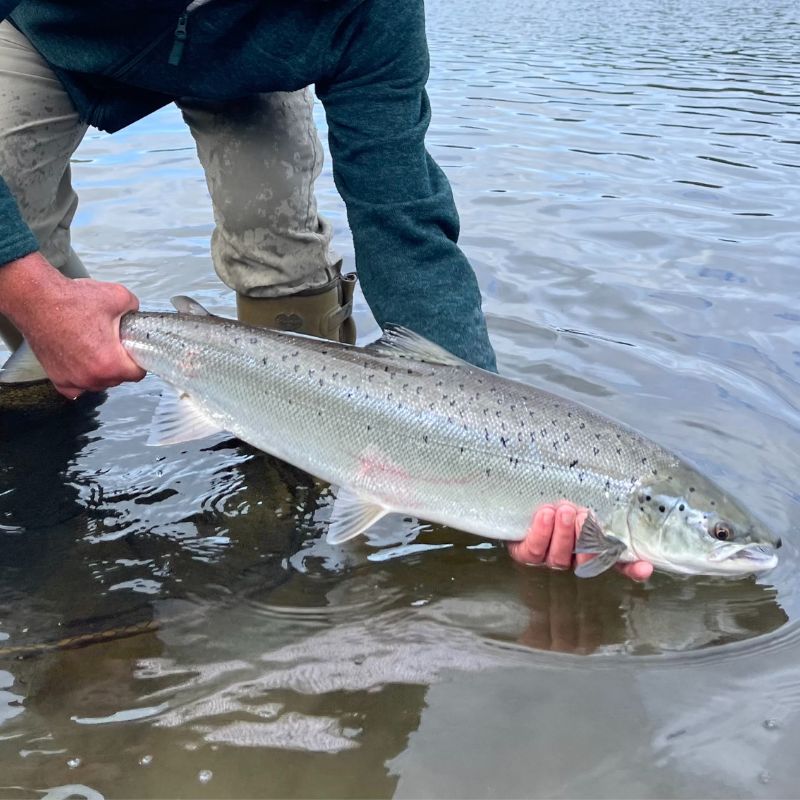 Landlocked salmons are generally silvery with a slightly forked tail and small X-shaped markings on the back and upper sides. - History By Mail
