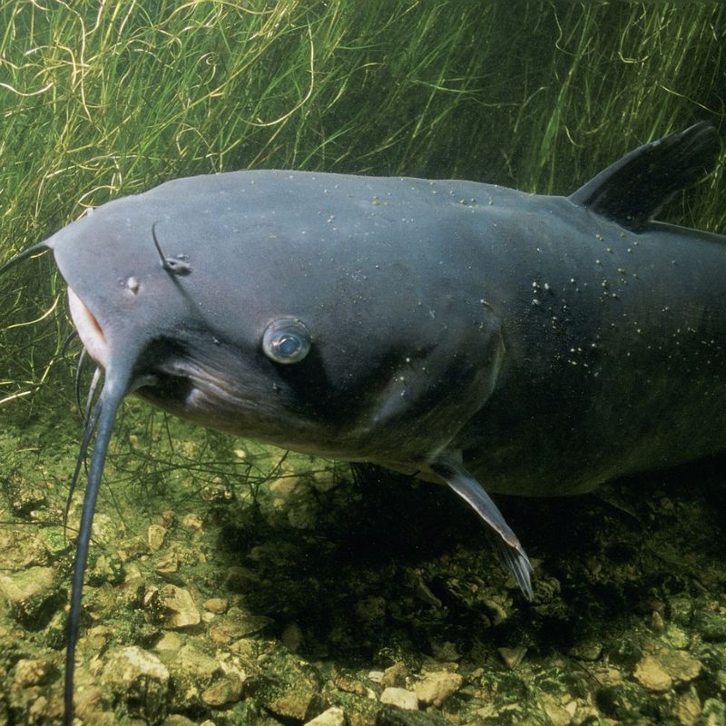 Channel catfish are gray to olive, with pale undersides, and have eight 'whiskers' or sensory barbels around their mouths. - History By Mail