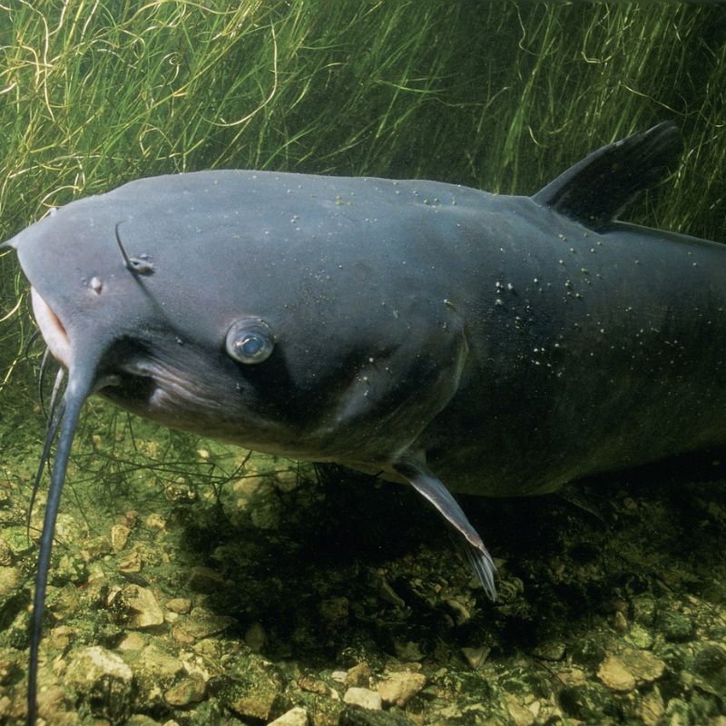 Channel catfish are gray to olive, with pale undersides, and have eight 'whiskers' or sensory barbels around their mouths. - History By Mail
