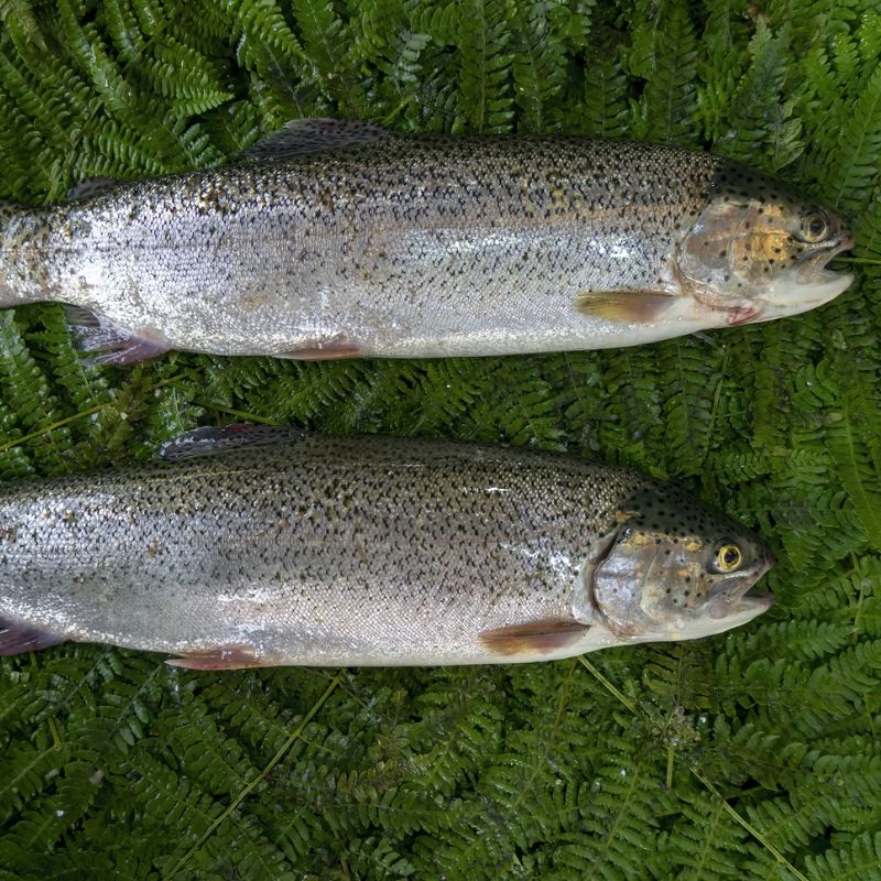 Steelhead trouts are a dark olive color that shades to a silvery white at their bellies. - History By Mail