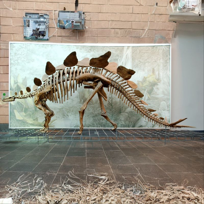 Stegosaurus is a large, heavily built, herbivorous quadruped with rounded backs, short forelimbs, long hind limbs, and tails held high in the air. - History By Mail