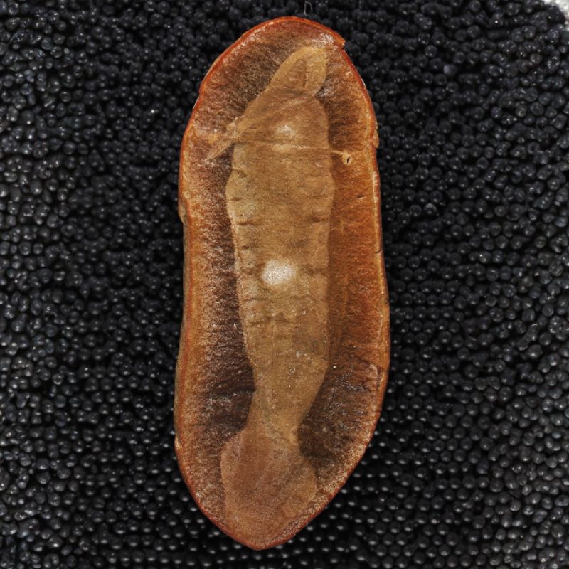 Tully monsters were squid-like or lamprey-like in appearance, featuring stalked eyes and a long proboscis that may have been used to probe the mud for small creatures or food scraps. - History By Mail