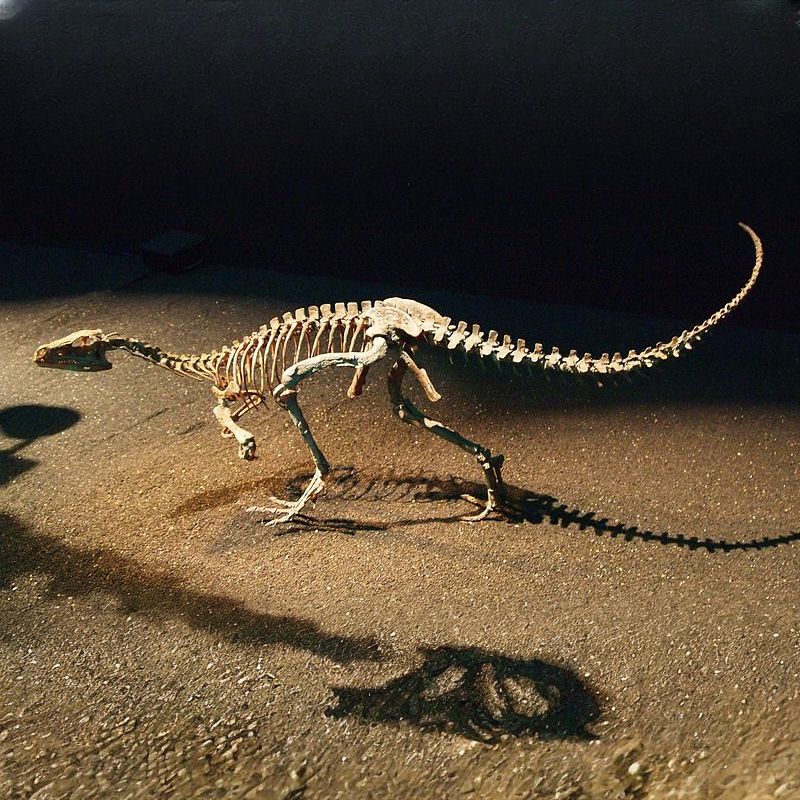 A comparison between a Coelophysis and a man. - History By Mail