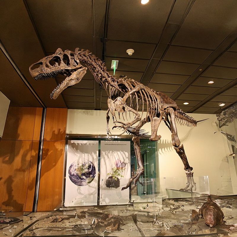 Saurophaganax maximus had short forelimbs, strong legs, and a big head. - History By Mail