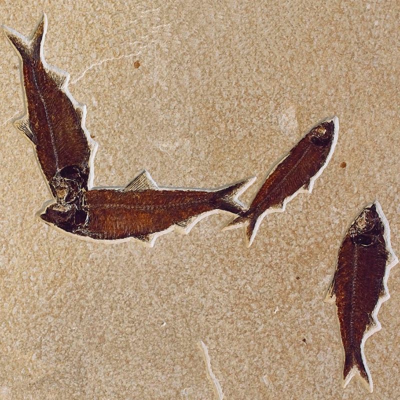 Knightia was herring-like in appearance, which is why it falls under the species of the Herring genus Clupea. - History By Mail