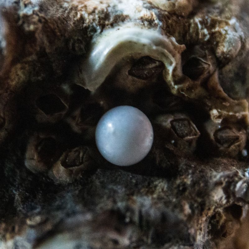 A white freshwater pearl. - History By Mail