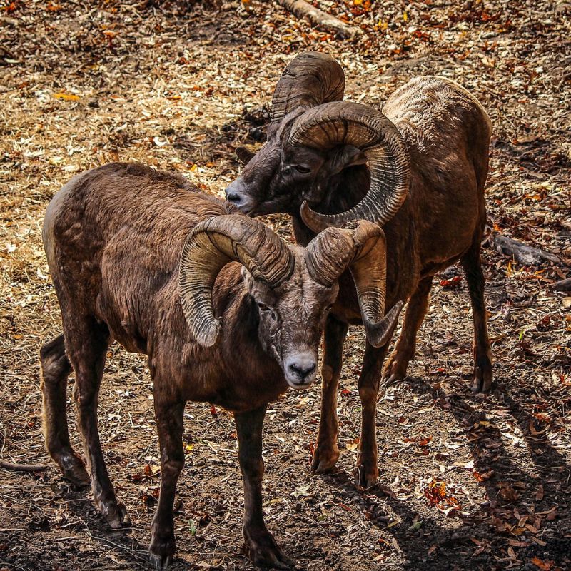 A Rocky Mountain Bighorn Sheep is called a ram and can be recognized by his massive brown horns. - History By Mail