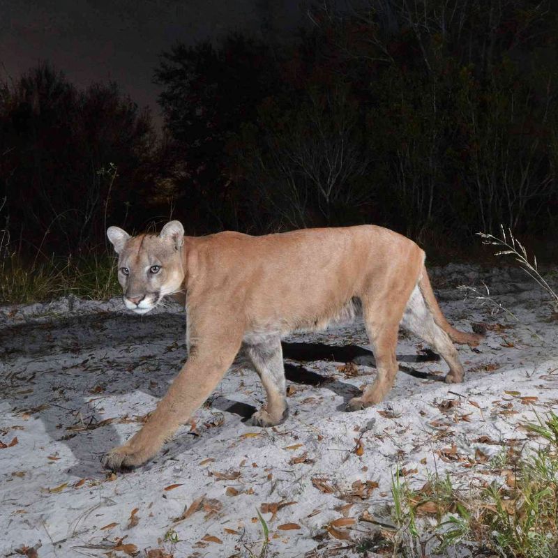 A Florida panther has black markings that decorate the tip of the tail, ears, and around the snout. - History By Mail