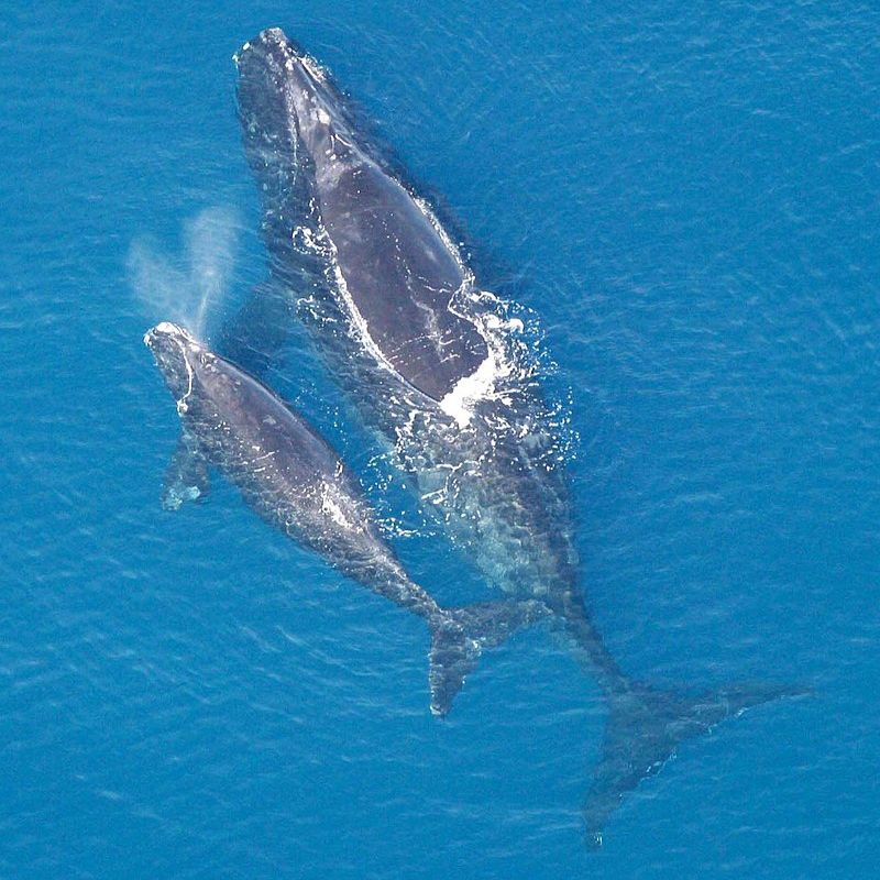Right whales have enormous heads which are about one-third of the total body length. - History By Mail
