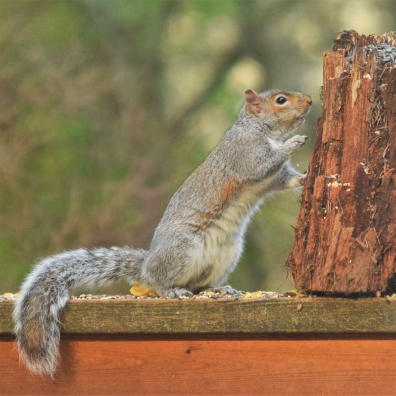 The eastern gray squirrel has a grayish body with some black, white, or brown fur and a whitish belly. - History By Mail