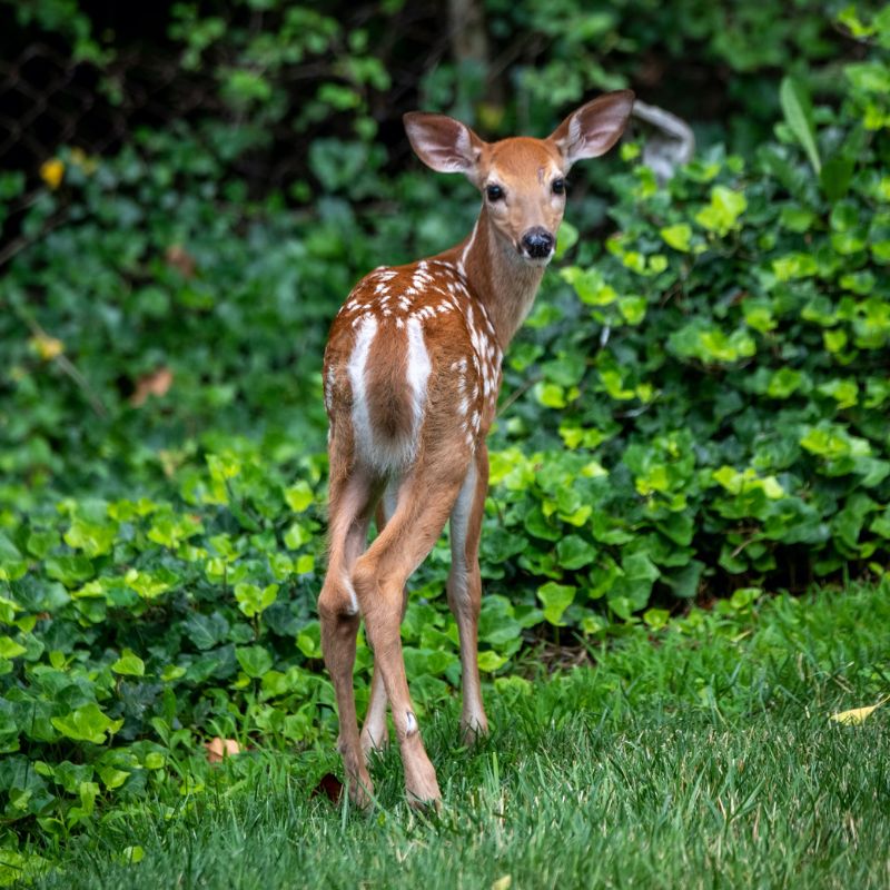 White-tailed deer throats, inner ears, underparts, and the underside of their tails are white. - History By Mail