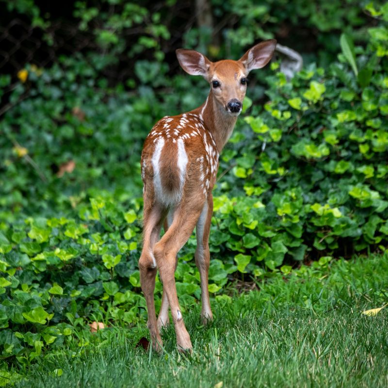 White-tailed deer's throats, inner ears, underparts, and the underside of their tails are white. - History By Mail