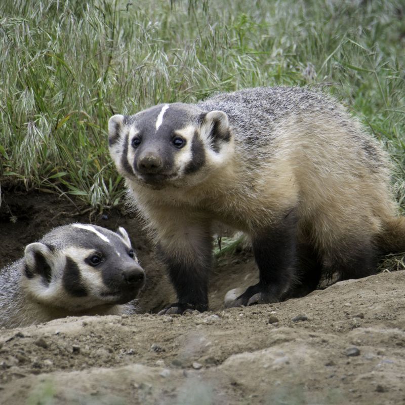 The fur of a badger is tan or white, but the guard hairs are yellowish at the base, brown or black in the middle, and tipped with white. - History By Mail
