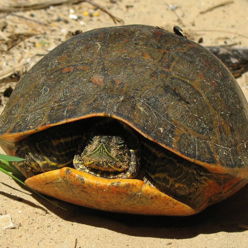 The Alabama Red-bellied turtle's skin is olive to black with yellow to light orange facial stripes. - History By Mail