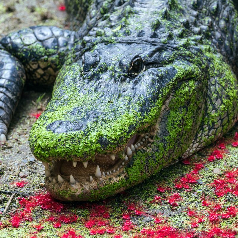 American alligators have an "armored" body with a muscular, flat tail. - History By Mail
