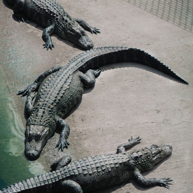 An American alligator has an "armored" body with a muscular, flat tail. - History By Mail