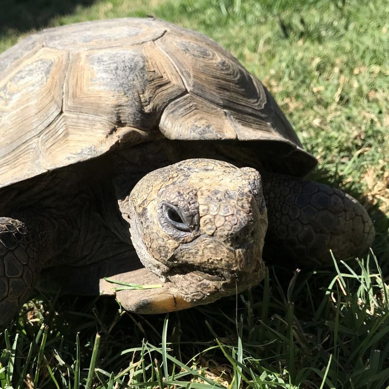 Desert tortoises have a high domed shell and carapace. - History By Mail