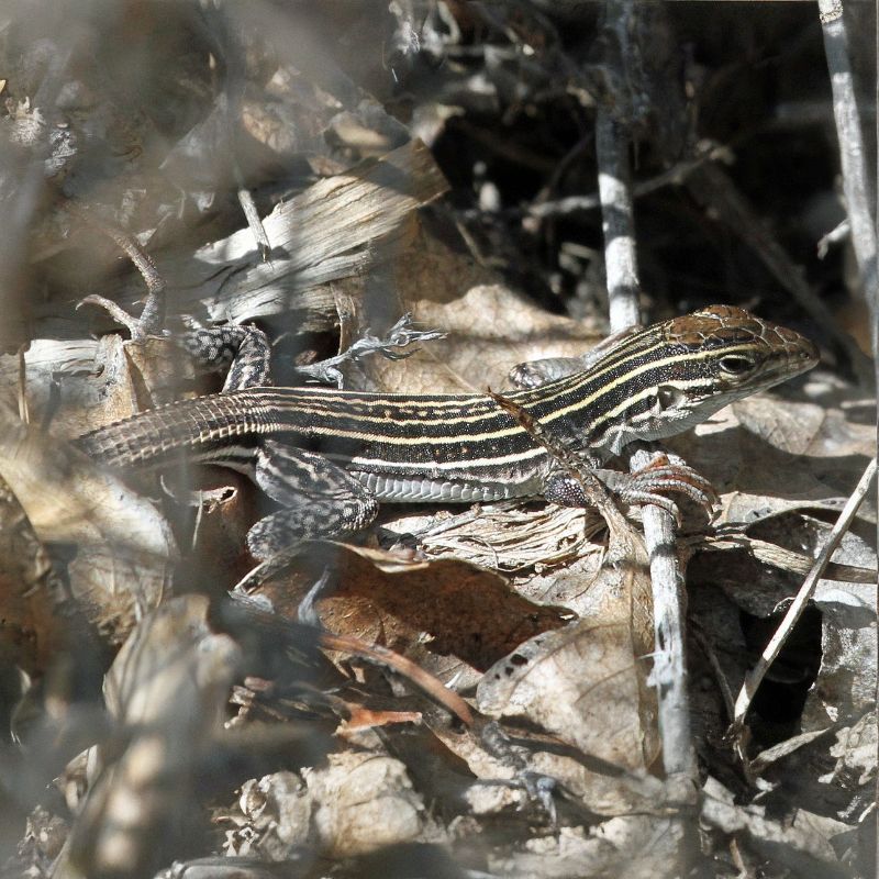New Mexico Whiptail Lizard is typically brown or black in color with seven pale yellow stripes from head to tail. - History By Mail