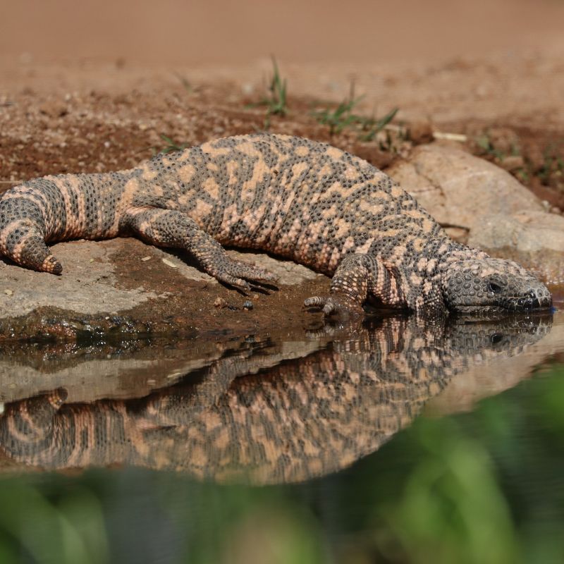 The Gila monster's skin is bright pink or orange and black in color with warty-like bumps covering its body. - History By Mail