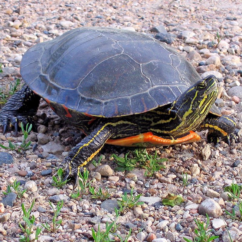 A painted turtle's head, neck, and limbs have yellow stripes. - History By Mail