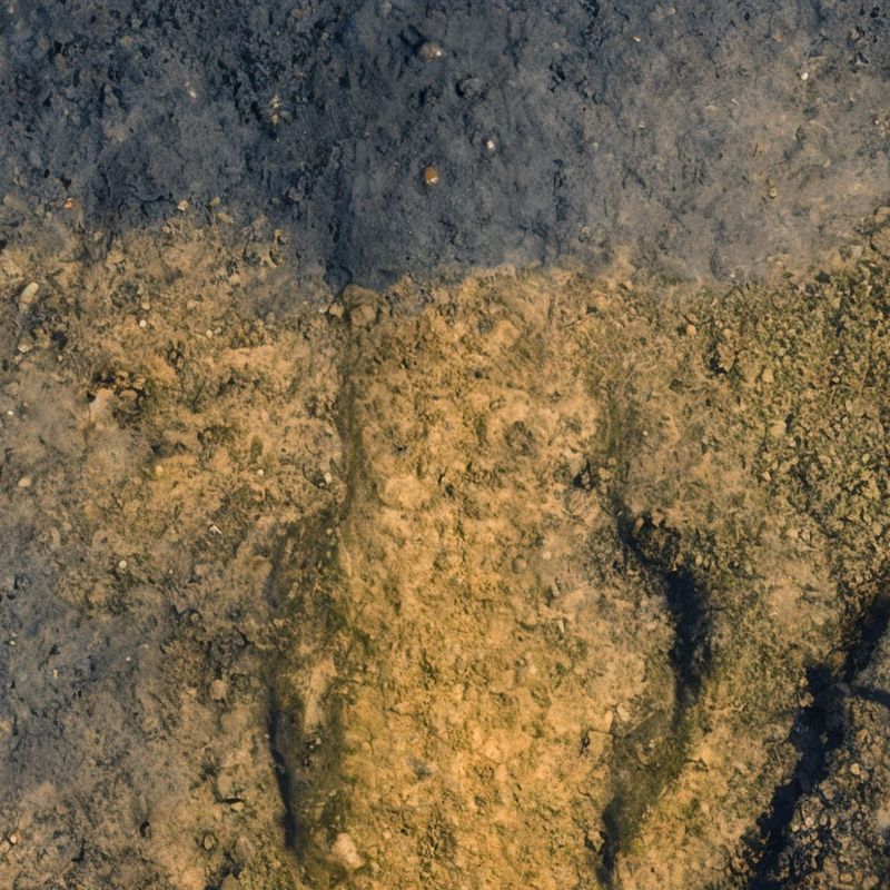 Tifton soils generally have sand or loamy sand surface horizon textures underlain by sandy loam or sandy clay loam subsoil texture. - History By Mail