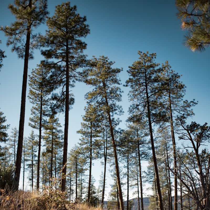 The Southern Longleaf Pine's bark is thick, reddish-brown, and scaly. The tree has bright green, long, and flexible needles. - History By Mail