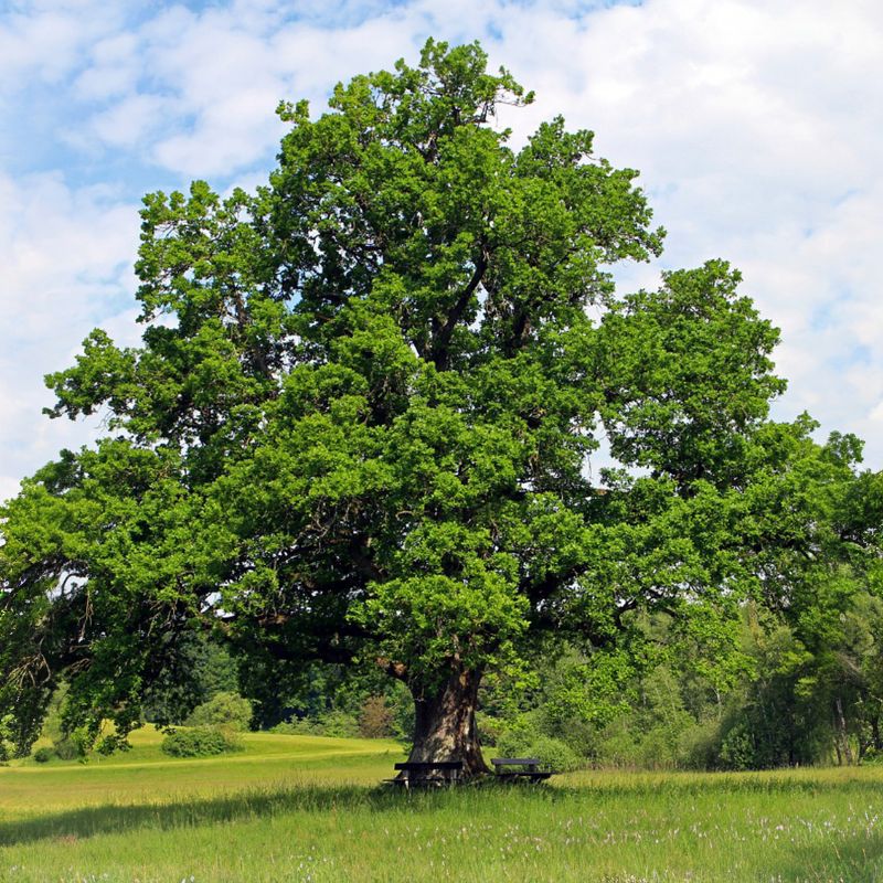 American holly is evergreen, with an upright form and spreading branches. - History By Mail