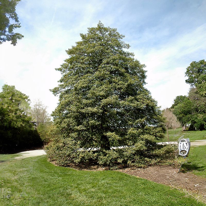 American holly is evergreen, with an upright form and spreading branches. - History By Mail