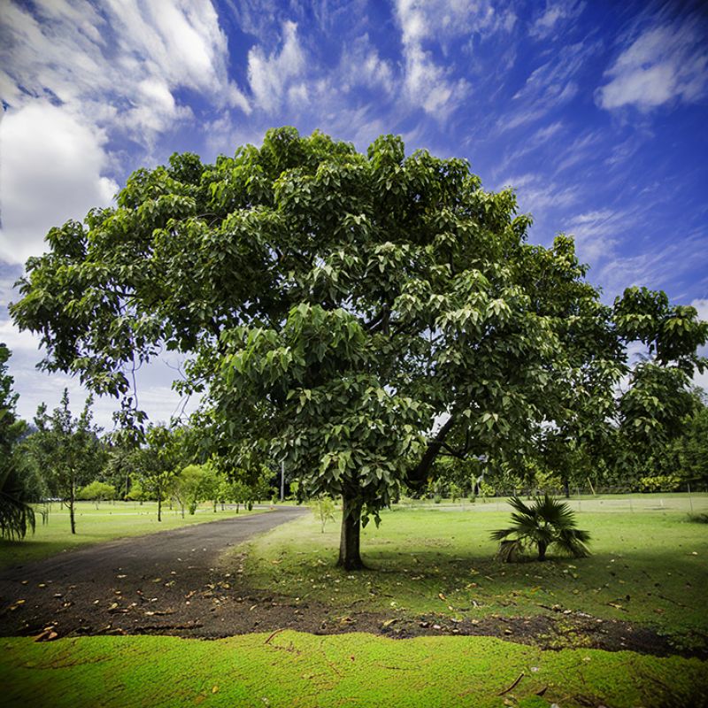 The candlenut tree has wide spreading or hanging branches. - History By Mail