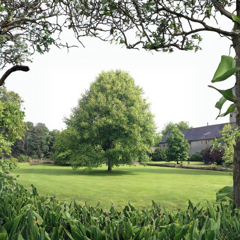 Its large tulip-like, greenish-yellow flowers have given rise to the name "tulip tree." - History By Mail