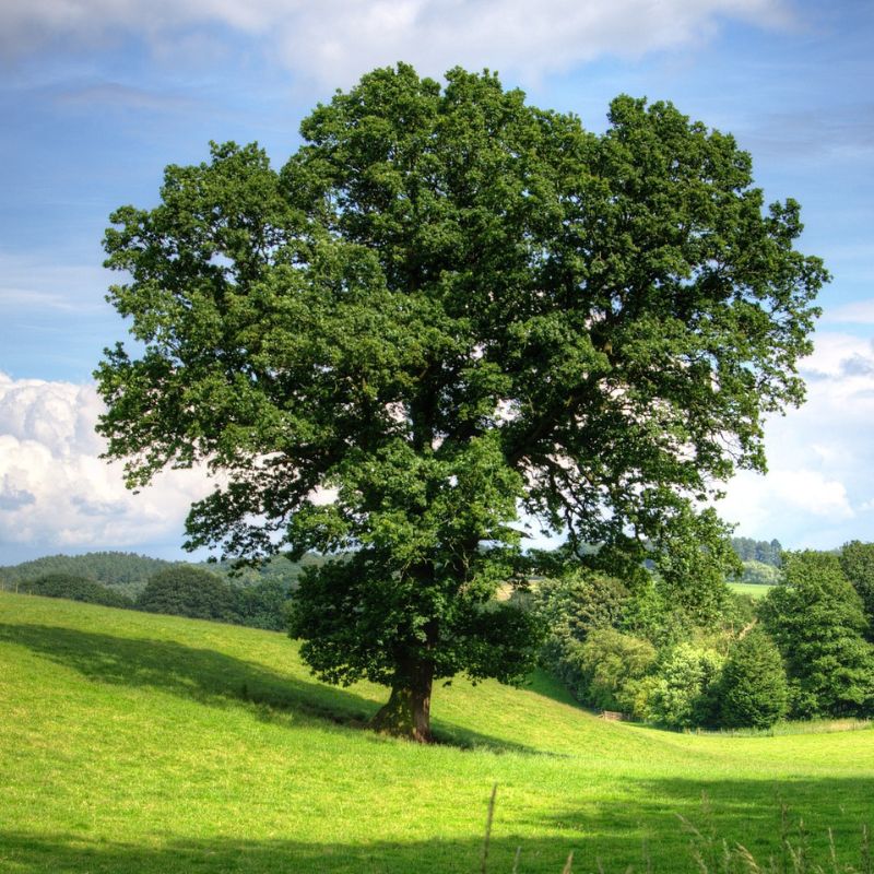 An oak tree has a bark that has deep fissures and ridges, giving it a scaly look. - History By Mail