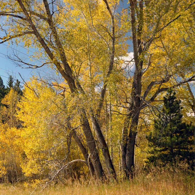 Cottonwoods are tall, deciduous trees commonly found along riverbanks and other high-moisture areas, with broad leaves and dark gray bark. - History By Mail