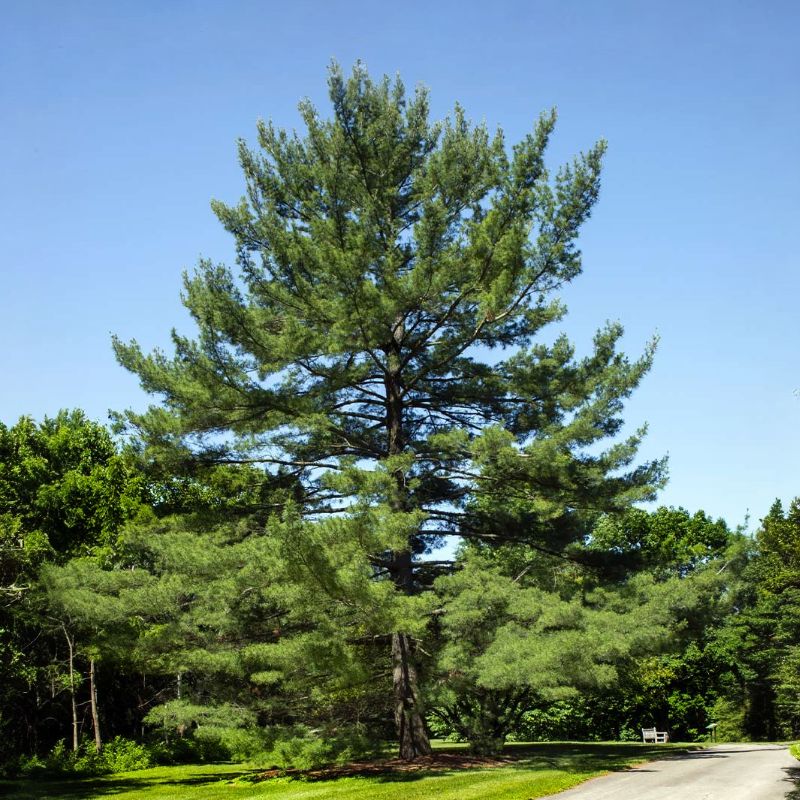 A white pine tree has a straight trunk with a crown of horizontal branches. - History By Mail