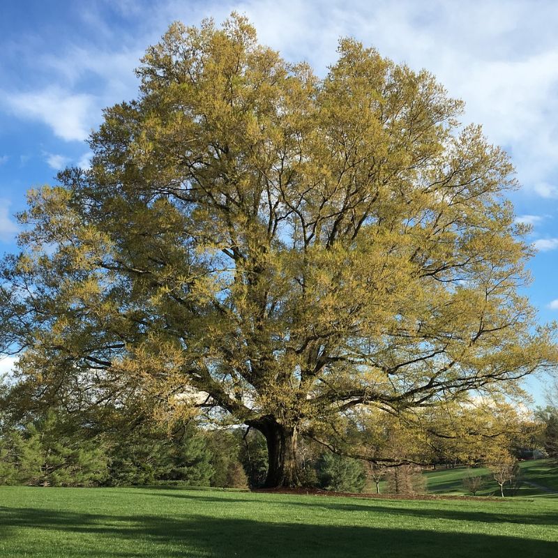 A white oak tree has a short stocky trunk with massive horizontal limbs. - History By Mail