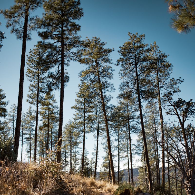 Pinus ponderosa is a large coniferous pine (evergreen) tree. - History By Mail