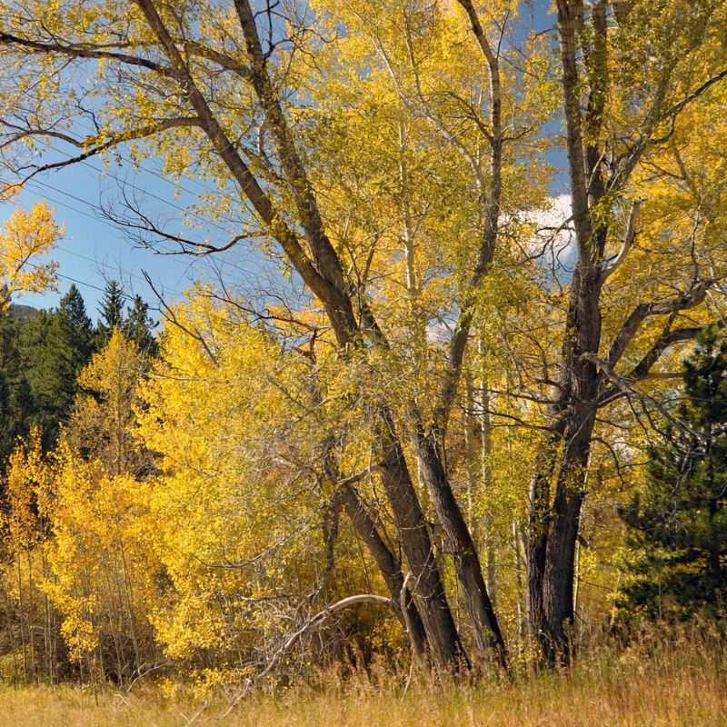 Cottonwood's bark is yellowish-green and smooth on young trees but grayish-brown and deeply furrowed with scaly ridges in maturity. - History By Mail