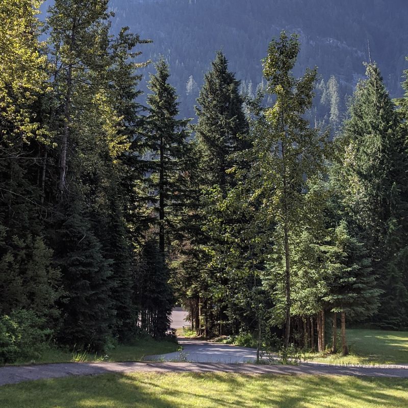 The hemlock tree is an evergreen that maintains its needles year-round. - History By Mail