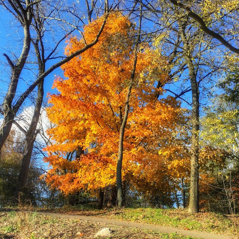 The tulip tree is a large, stately tree with a long, clear trunk and a pyramidal crown. - History By Mail