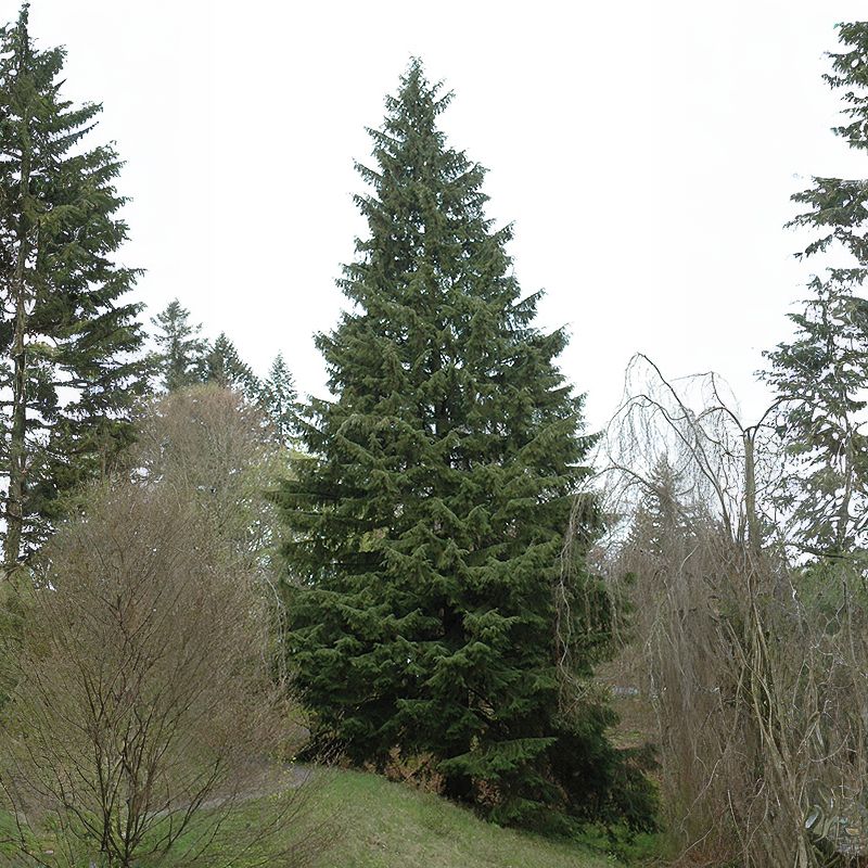 A western hemlock has mostly down-sweeping branches and delicate feathery foliage. - History By Mail