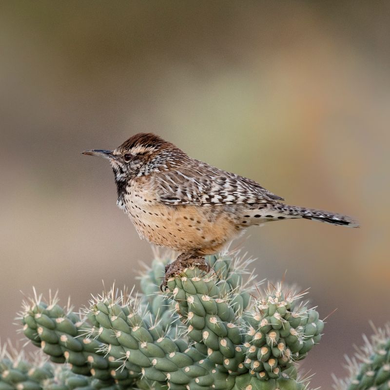 The Cactus Wren has a white belly with brown spots, and speckled brown, black and white feathers on its back, wings and head. - History By Mail
