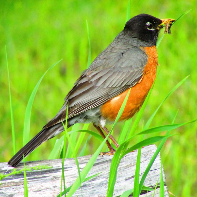 American Robins are gray-brown birds with warm orange underparts and dark heads. - History By Mail