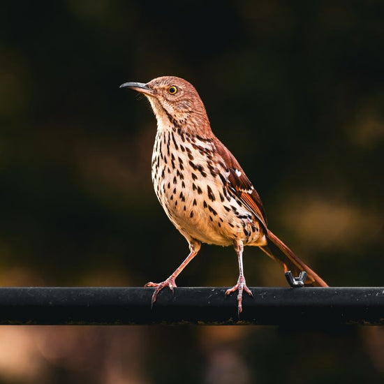 Brown Thrasher heads, bodies, and tails are a brownish, rust color. - History By Mail