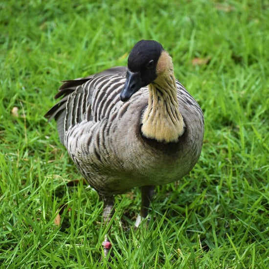 A Nene has dark brown or sepia with a black face and crown, cream-colored cheeks, and a buff neck with black streaks. - History By Mail