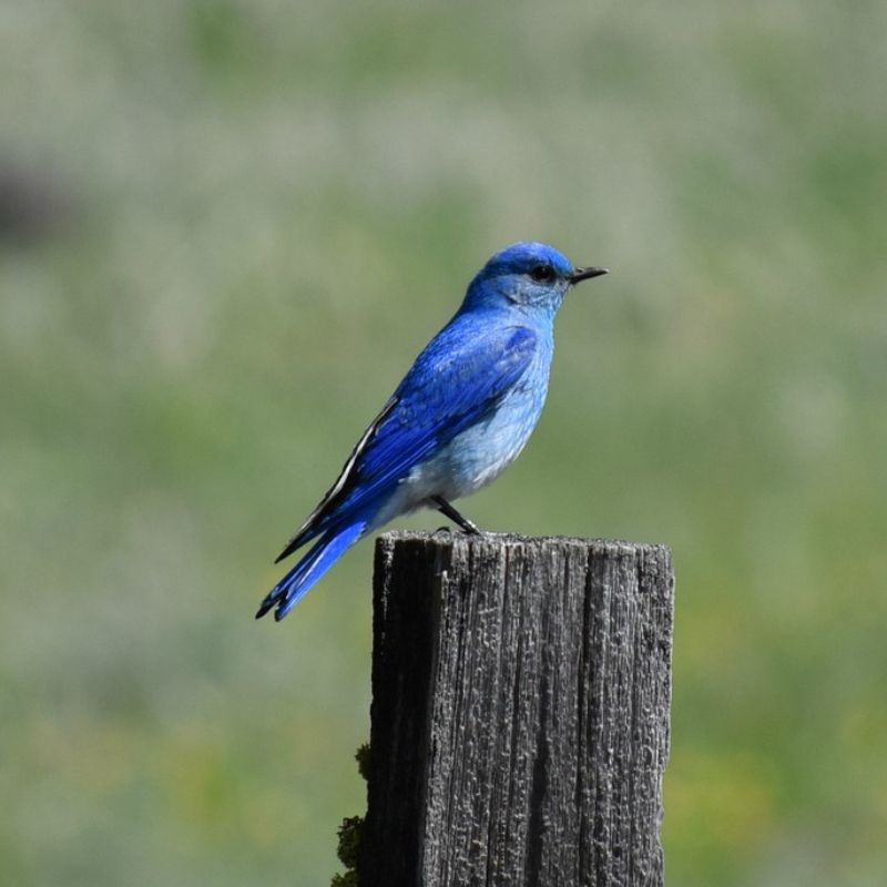 Mountain Bluebirds are sky-blue, a bit darker on wings and tail and a bit paler below, with white under the tail. - History By Mail