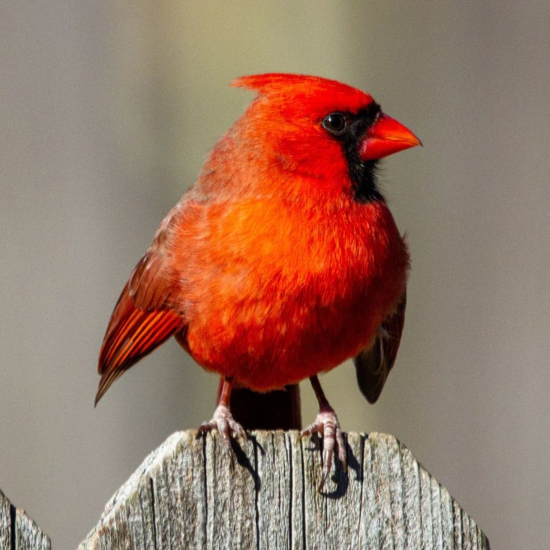 Cardinals are brilliant red all over, with a reddish bill and black face immediately around the bill. - History By Mail